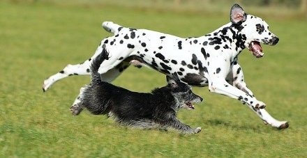 A dalmatian and a grey-black terrier run on grass